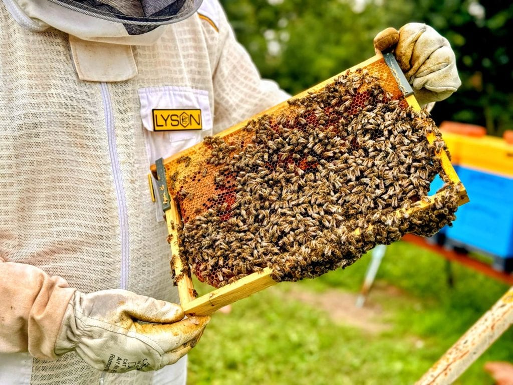 Pszczelarz trzymający ramkę pszczół z ula